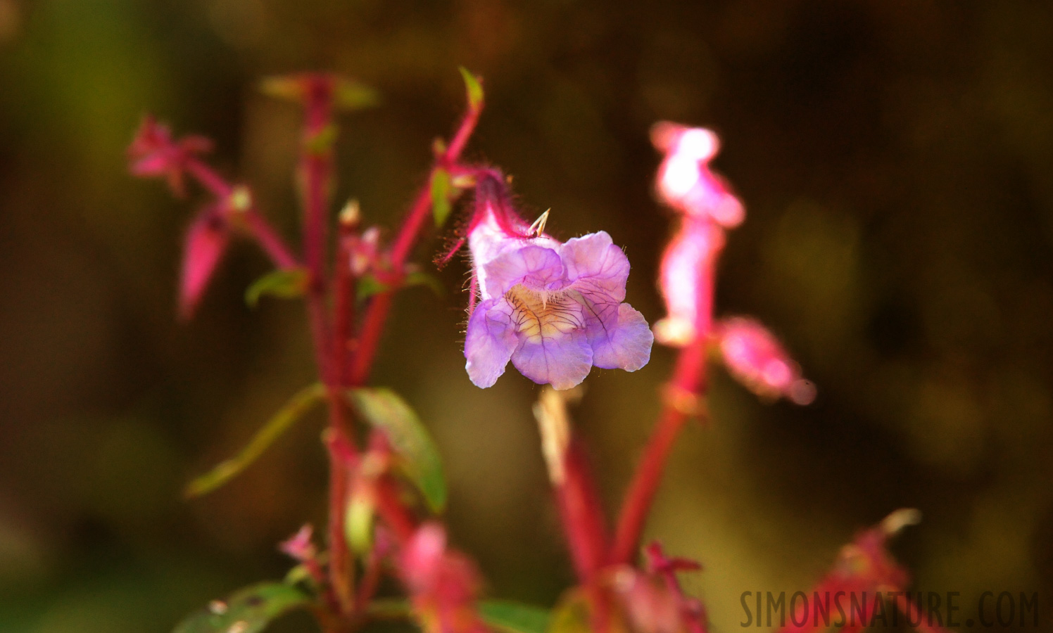 Strobilanthes sp [550 mm, 1/200 Sek. bei f / 11, ISO 4000]